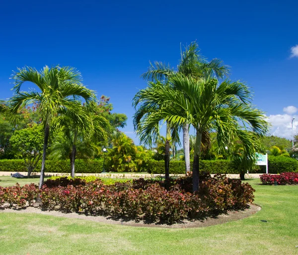 Garden with grass — Stock Photo, Image