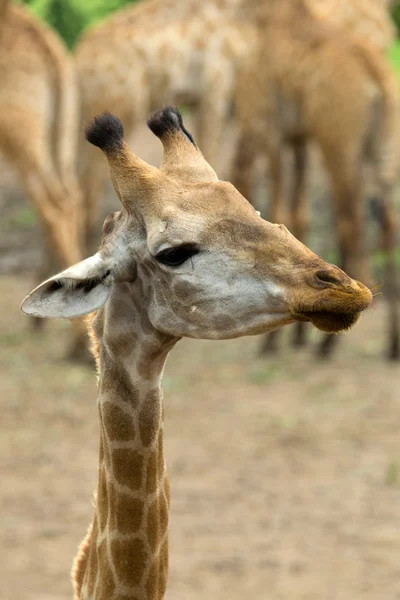 Retrato de girafa — Fotografia de Stock