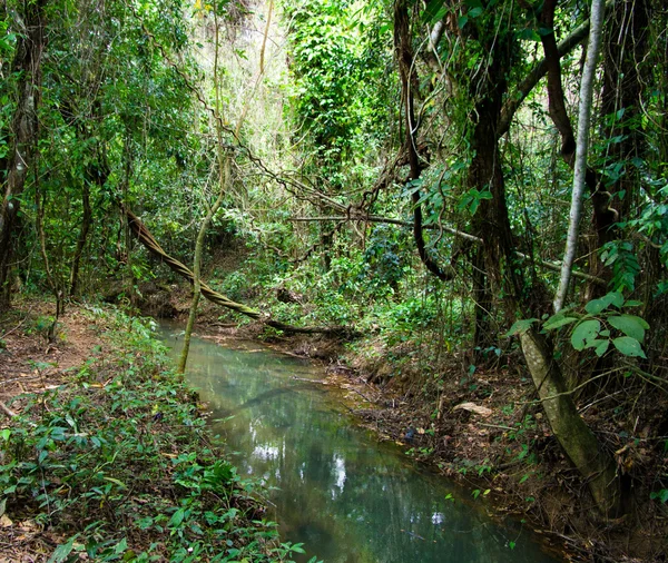 Bosque tropical —  Fotos de Stock