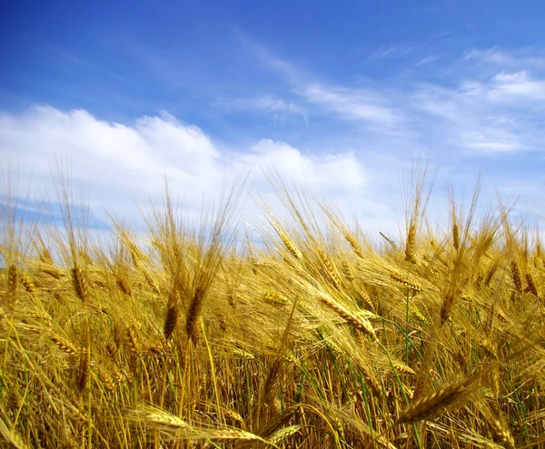 Campo de trigo — Fotografia de Stock