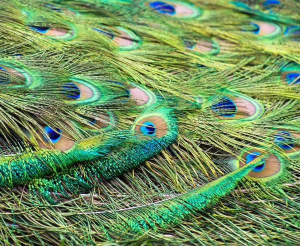 Peacock feather — Stock Photo, Image