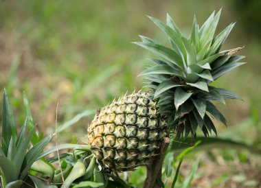 Ananas Meyve