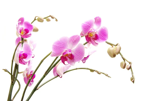 Orchidées roses — Photo