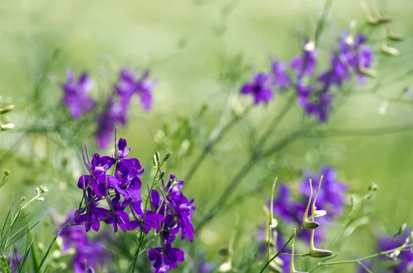 Fleurs sur le terrain — Photo