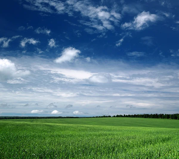 Campo verde — Foto Stock