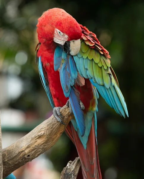 Pájaro loro — Foto de Stock