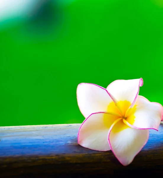 Frangipani flower — Stock Photo, Image