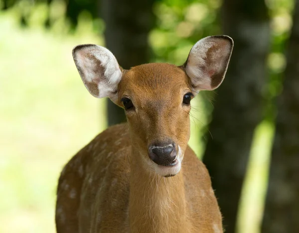 Jeleń Whitetail — Zdjęcie stockowe