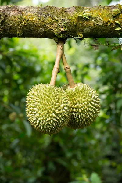taze durian
