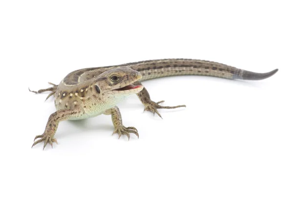 Lagarto pequeño — Foto de Stock