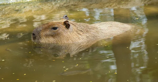 Коричневий Capybara — стокове фото