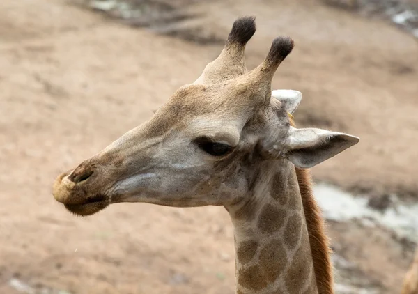 Portrait of  giraffe — Stock Photo, Image