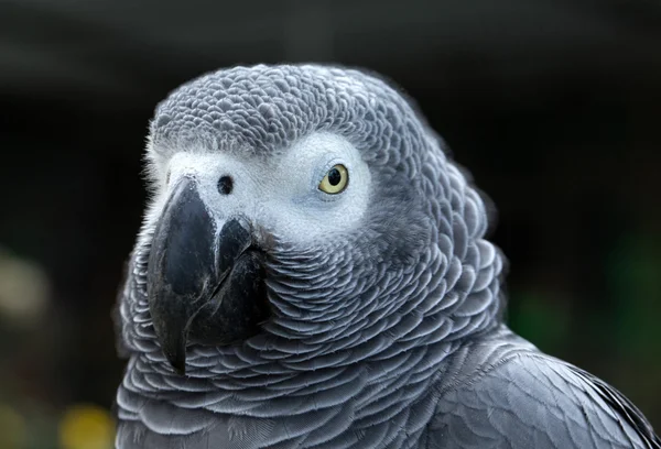 Pájaro loro — Foto de Stock