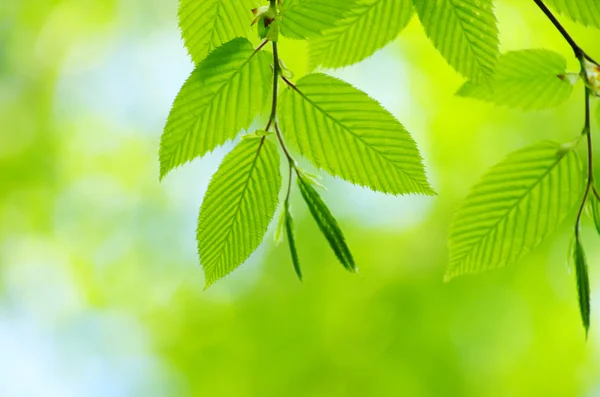 Lascia sfondo — Foto Stock