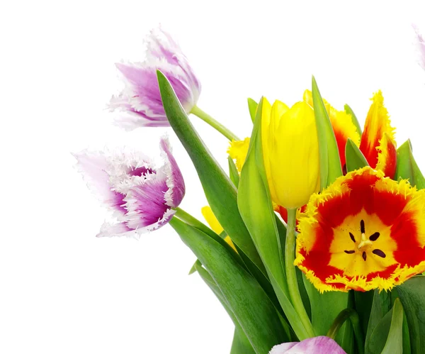 Bouquet of the tulips — Stock Photo, Image