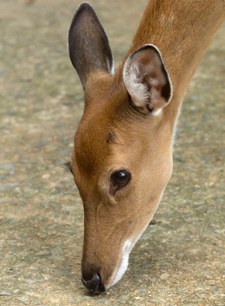 Łeb jelenia — Zdjęcie stockowe