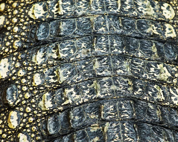 Timsah derisi dokusu