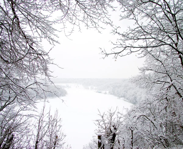 Verschneite Bäume — Stockfoto