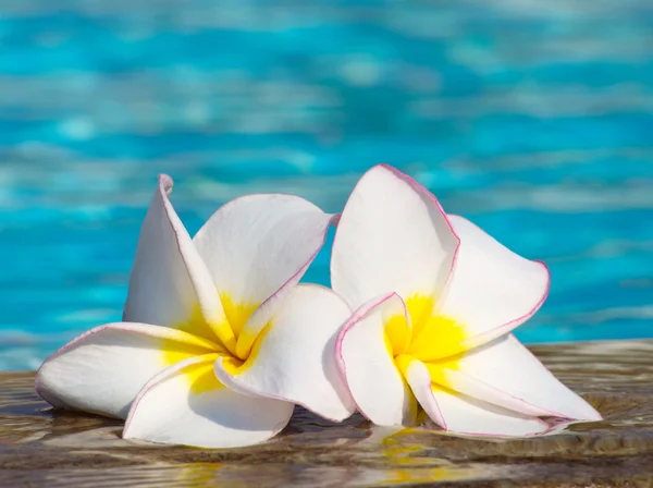 Blommor på poolen — Stockfoto