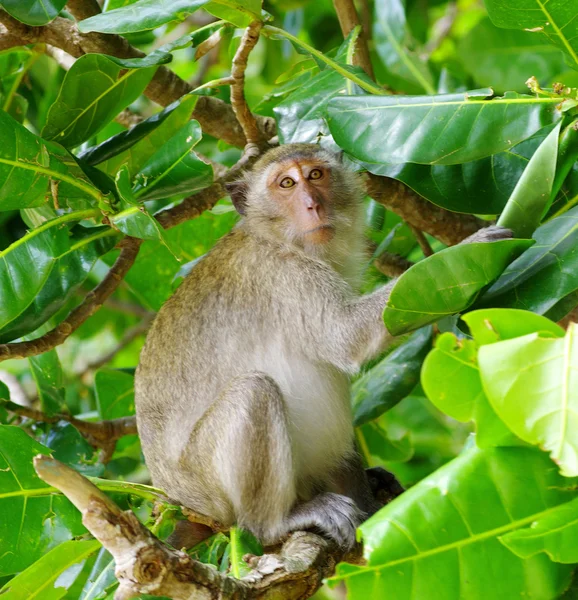 Małpa siedząca na drzewie — Zdjęcie stockowe