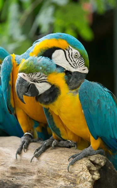 Amerika papağanı papağan