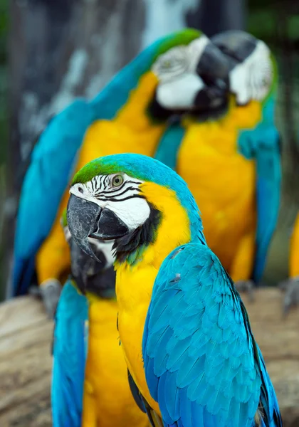 Amerika papağanı papağan