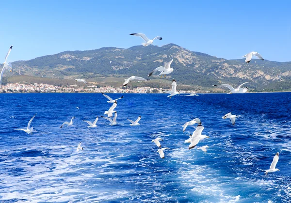 plaj ve tropikal deniz