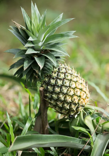 Pineapple fruit farm