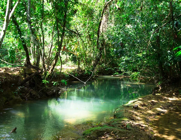 Bosque tropical —  Fotos de Stock