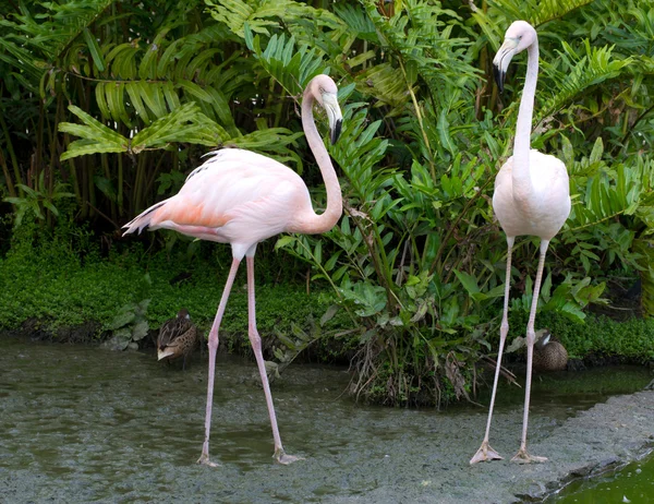 Flamingos i vattnet — Stockfoto