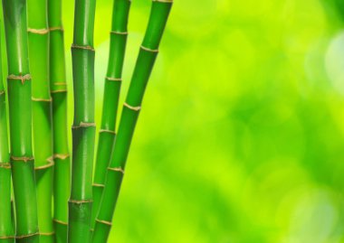 Yeşil Bambu