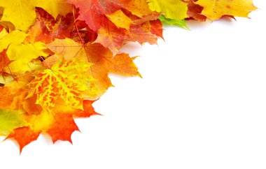 Sonbahar akçaağaç yaprakları