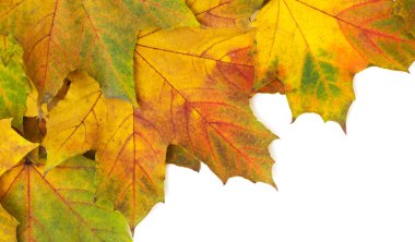 Sonbahar Yaprakları