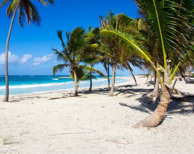 plaj ve tropikal deniz