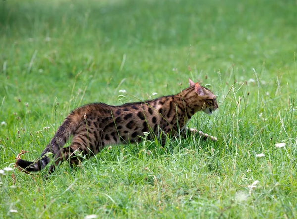 Kedi bir çim üzerinde çalışır — Stok fotoğraf