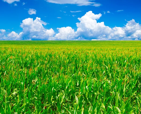 Green field — Stock Photo, Image