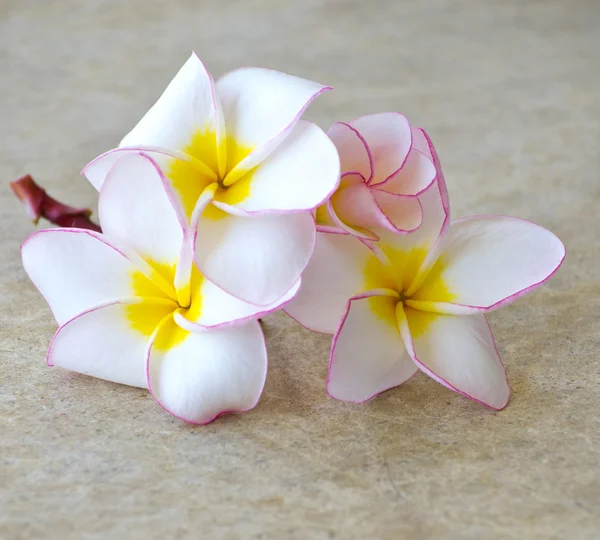 Fiori frangipani — Foto Stock