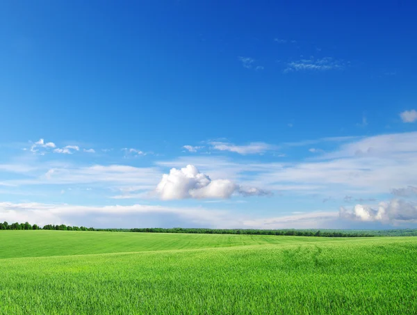 Grönt fält — Stockfoto