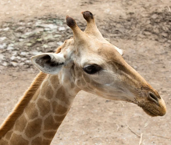 Porträtt av giraff — Stockfoto