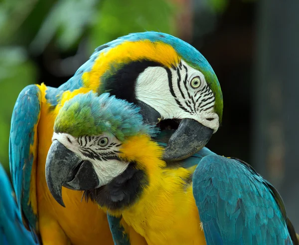 Macaws parrots — Stock Photo, Image