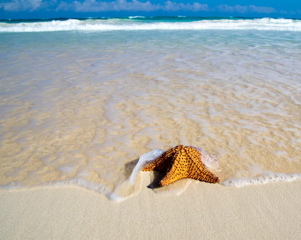 Sjöstjärna med havet — Stockfoto