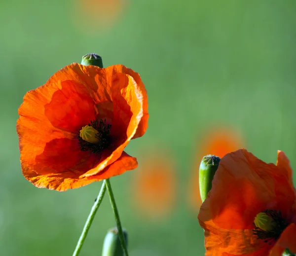 Rode papavers — Stockfoto