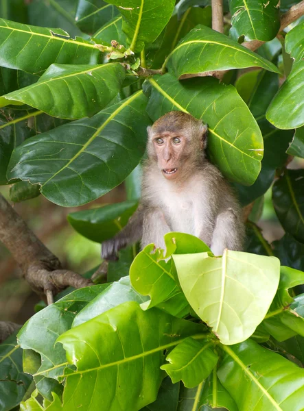 Mono sentado en el árbol — Foto de Stock