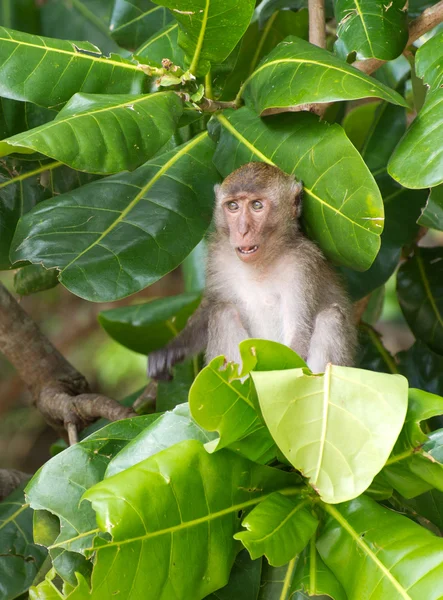 Singe assis sur l'arbre — Photo