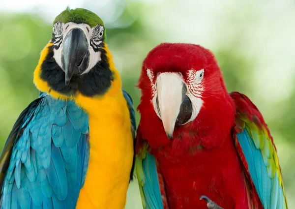 Macaws papegaaien — Stockfoto