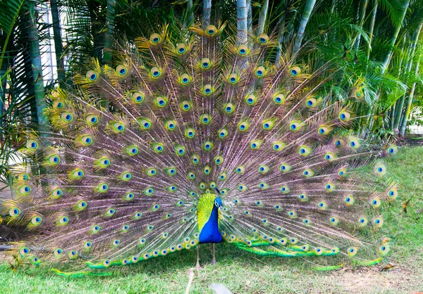 Pfauenvogel — Stockfoto