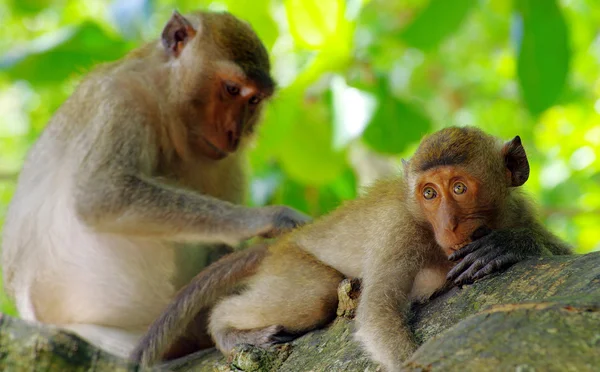 Monyet duduk di pohon — Stok Foto