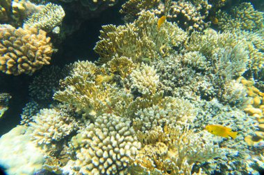 Balık ile sualtı panorama