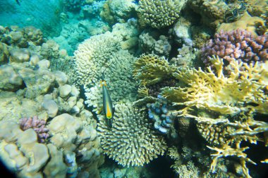 Balık ile sualtı panorama