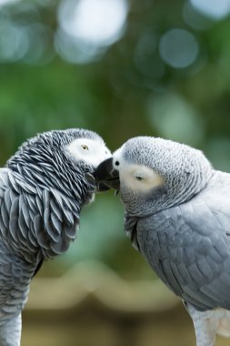 renkli Amerika papağanı papağan